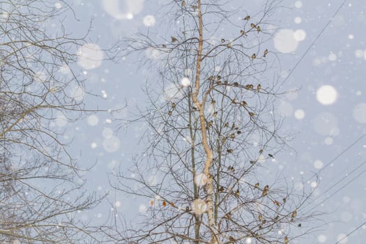 snow and trees and snow falls from the sky and the city