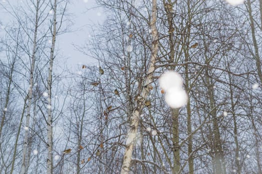 snow and trees and snow falls from the sky and the city