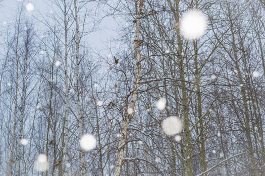 snow and trees and snow falls from the sky and the city