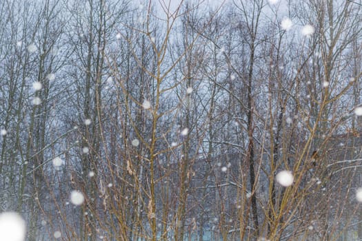 snow and trees and snow falls from the sky and the city