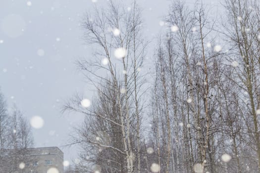 snow and trees and snow falls from the sky and the city