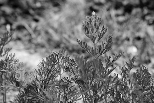 Common red soldier beetle - rhagonycha fulva - walks across frondy carrot foliage - monochrome processing
