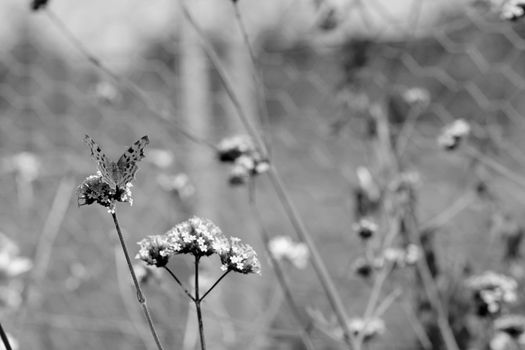 Comma butterfly sits on verbena flowers - selective focus and copy space - monochrome processing