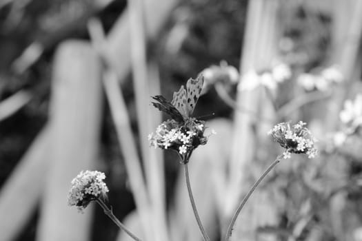 Head-on view of comma butterfly drinking nectar from verbena flowers, blurred background of daisies and wood beyond - monochrome processing