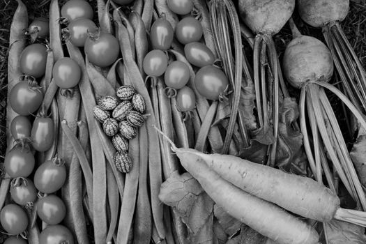 Ripe tomatoes, runner beans, carrots, beets and cucamelons freshly gathered from the allotment - monochrome processing