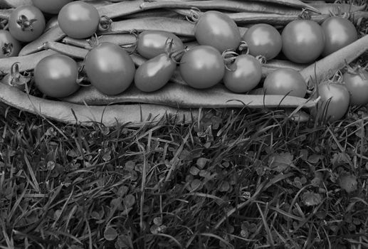Row of tomatoes on runner beans on lush grass with copy space - monochrome processing