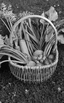 Woven wicker basket filled with a selection of harvested vegetables from an allotment - carrots, runner beans, beets, tomatoes and cucamelons - monochrome processing