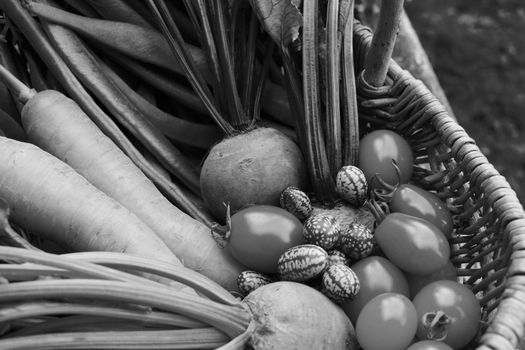Freshly harvested vegetables from the allotment in a woven basket - carrots, beetroot, ripe tomatoes and cucamelons - monochrome processing
