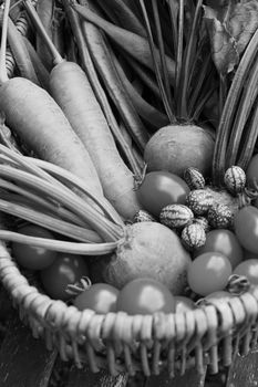 Fresh produce from a vegetable garden gathered in a rustic wicker basket - carrots, beetroot, beans, cucamelons and tomatoes - monochrome processing