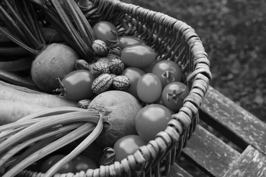 Close-up of beetroot and tomatoes with cucamelons and carrots in a wicker basket on a rustic garden bench - monochrome processing