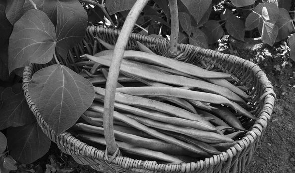 Wicker basket filled with freshly picked runner beans, next to leafy bean vine - monochrome processing