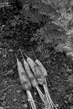 Freshly harvested carrots lie on the soil next to frondy foliage of carrot plants - monochrome processing