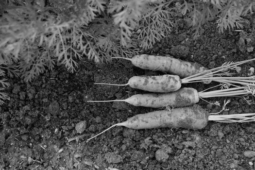 Four carrots newly harvested from a vegetable garden - monochrome processing