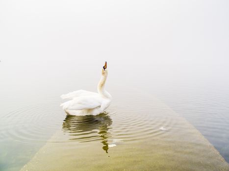 swan in the lake, Lake Maggiore, Ispra, Varese, Lombardy, Italy