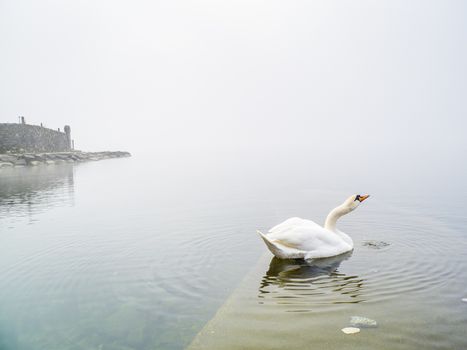 swan in the lake, Lake Maggiore, Ispra, Varese, Lombardy, Italy