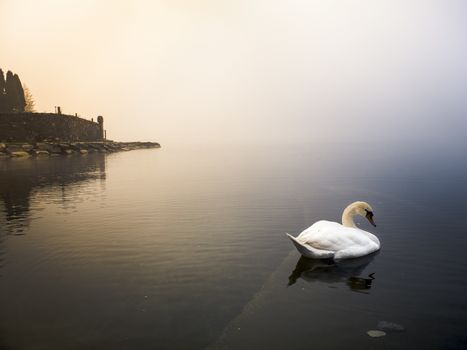 swan in the lake, Lake Maggiore, Ispra, Varese, Lombardy, Italy