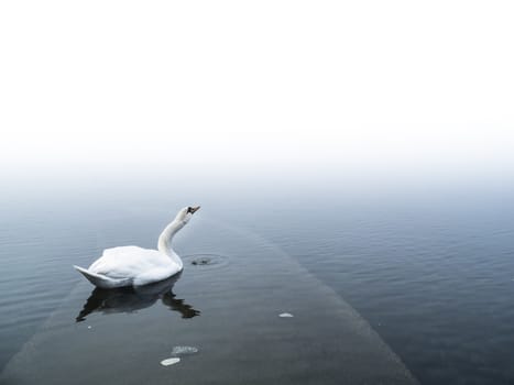 swan in the lake, Lake Maggiore, Ispra, Varese, Lombardy, Italy