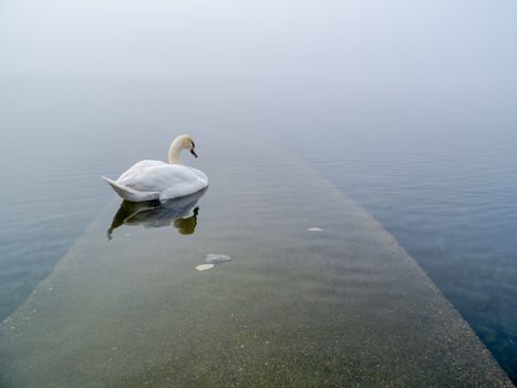swan in the lake, Lake Maggiore, Ispra, Varese, Lombardy, Italy
