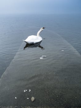 swan in the lake, Lake Maggiore, Ispra, Varese, Lombardy, Italy