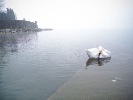 swan in the lake, Lake Maggiore, Ispra, Varese, Lombardy, Italy