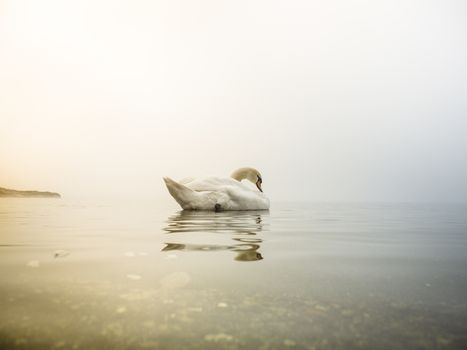 swan in the lake, Lake Maggiore, Ispra, Varese, Lombardy, Italy