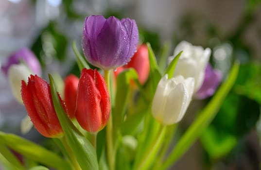 Tulips bouquet with dew in vase