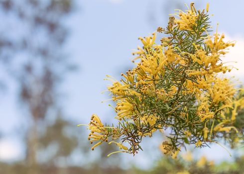 Clusters of apricot yellow fllowers of Australian Grevillea juniperina also known as gold cluster grevillea, juniper-leaf grevillea and prickly spider-flower