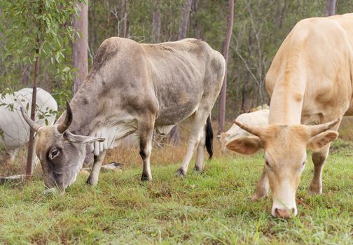 Bull and cow with horns grazing with other beef cattle on Australian pasture