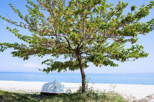 lone tree on a beach with turned over boat in his shadow