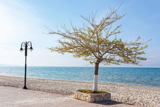 tree and streetlight on a beach near the ocean