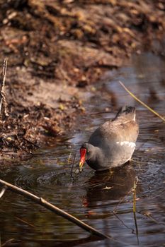 Common moorhen bird Gallinula chloropus forages for food in a marsh in Naples, Florida