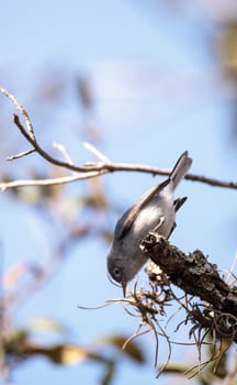 Grey catbird Dumetella carolinensis perches on a tree in Naples, Florida in winter.