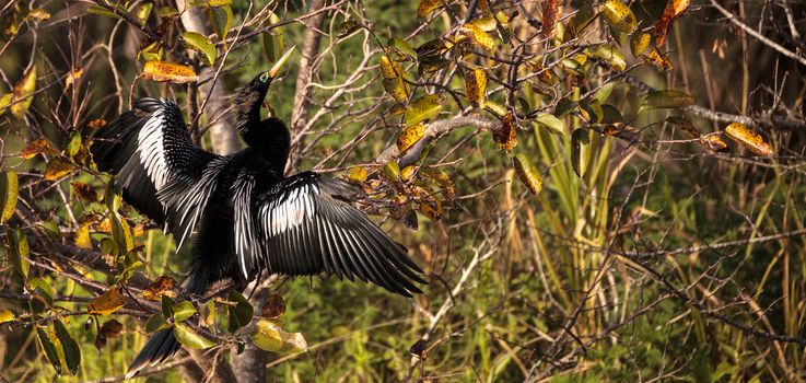 Male Anhinga bird called Anhinga anhinga and snakebird in the Corkscrew Swamp Sanctuary in Naples, Florida