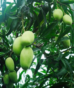 Closeup of Mangoes hanging,mango field,mango farm with sun light effect, agricultural concept,Agricultural industry concept.