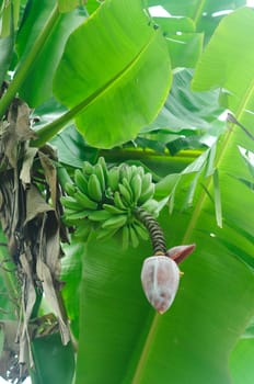 Banana tree with a bunch of bananas