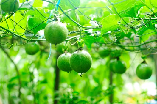 lots of raw and fresh passion fruit on the tree, passion fruit farm.