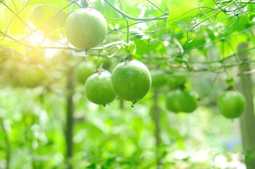 lots of raw and fresh passion fruit on the tree, passion fruit farm.