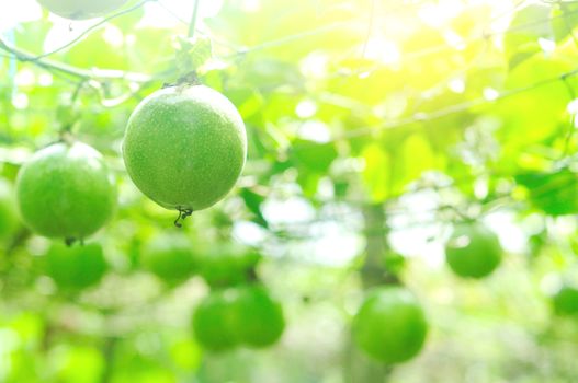 lots of raw and fresh passion fruit on the tree, passion fruit farm.