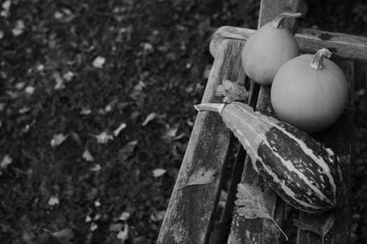 Striped gourd and two ornamental gourds in a fall garden, on a wooden bench with copy space - monochrome processing