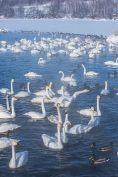 Beautiful white whooping swans swimming in the nonfreezing winter lake. The place of wintering of swans, Altay, Siberia, Russia.