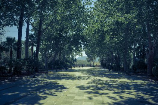 Trees on the walking path on Tajo De Ronda in the city of Ronda Spain, Europe on a hot summer day with clear blue skies