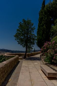 A tree in the walking path on Tajo De Ronda in the city of Ronda Spain, Europe on a hot summer day with clear blue skies