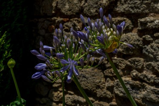 A blue flower plant in the walking path on Tajo De Ronda in the city of Ronda Spain, Europe on a hot summer day