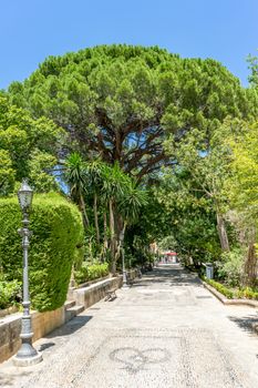 A tree in the walking path on Tajo De Ronda in the city of Ronda Spain, Europe on a hot summer day with clear blue skies