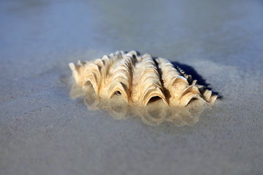 The image of a wet cockleshell close-up on sand