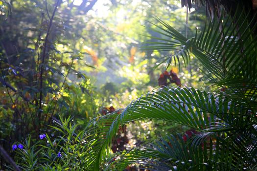 Tropical trees background