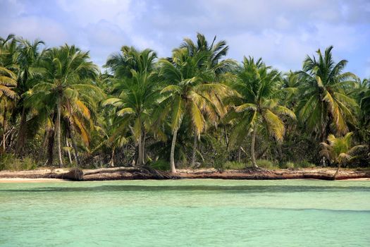 Saona island beach. Dominican Republic