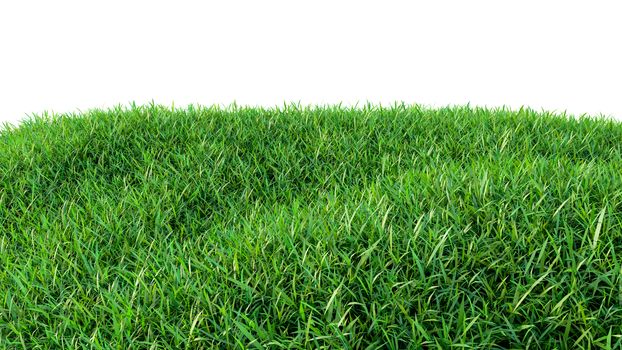 Green grass field isolated on white background. 3d illustration
