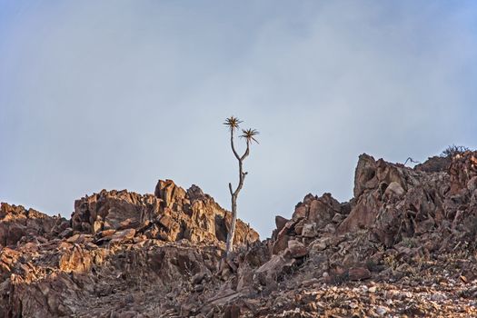 The endangered Giant Quiver tree Aloidendron pillansii photographed in the Richtersveld National Park South Africa.