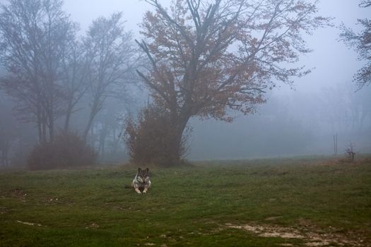 wolf waiting in a foggy forest